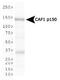 Chromatin Assembly Factor 1 Subunit A antibody, MA1-90578, Invitrogen Antibodies, Western Blot image 