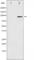 Forkhead Box O3 antibody, abx011937, Abbexa, Western Blot image 