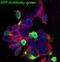GFP antibody, M30939-2, Boster Biological Technology, Immunofluorescence image 