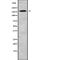 Contactin Associated Protein 1 antibody, abx149436, Abbexa, Western Blot image 