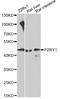 Purinergic Receptor P2Y1 antibody, STJ110019, St John