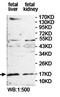 F-box/LRR-repeat protein 21 antibody, orb78427, Biorbyt, Western Blot image 