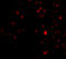 Autophagy And Beclin 1 Regulator 1 antibody, 4557, ProSci, Immunofluorescence image 