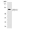 Zinc Finger Protein 23 antibody, LS-C292240, Lifespan Biosciences, Western Blot image 