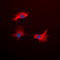 Interleukin 13 Receptor Subunit Alpha 1 antibody, abx121995, Abbexa, Western Blot image 