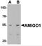 Adhesion Molecule With Ig Like Domain 1 antibody, NBP2-81780, Novus Biologicals, Western Blot image 