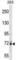 Potassium Voltage-Gated Channel Subfamily C Member 4 antibody, abx028980, Abbexa, Western Blot image 