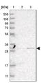 Thiopurine S-Methyltransferase antibody, NBP1-86032, Novus Biologicals, Western Blot image 