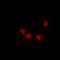 Interleukin-34 antibody, orb77910, Biorbyt, Immunofluorescence image 