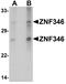 Zinc Finger Protein 346 antibody, A09984-1, Boster Biological Technology, Western Blot image 