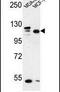 SEC24 Homolog C, COPII Coat Complex Component antibody, PA5-24707, Invitrogen Antibodies, Western Blot image 
