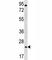 Aquaporin 5 antibody, F42066-0.4ML, NSJ Bioreagents, Western Blot image 