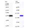 Chromodomain Helicase DNA Binding Protein 1 Like antibody, LS-C342417, Lifespan Biosciences, Western Blot image 