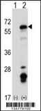 Tyrosine-protein kinase Yes antibody, 58-032, ProSci, Western Blot image 