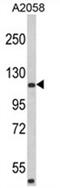 Rho GTPase Activating Protein 45 antibody, AP17476PU-N, Origene, Western Blot image 