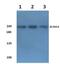Zinc Finger CCCH-Type Containing 13 antibody, PA5-36515, Invitrogen Antibodies, Western Blot image 