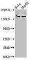 Sulfatase 1 antibody, CSB-PA814217LA01HU, Cusabio, Western Blot image 