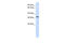 Cilia And Flagella Associated Protein 410 antibody, 26-078, ProSci, Western Blot image 