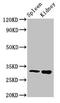 Activator Of Basal Transcription 1 antibody, LS-C672801, Lifespan Biosciences, Western Blot image 