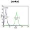 Axin 2 antibody, abx032512, Abbexa, Western Blot image 