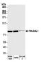 RAS Protein Activator Like 1 antibody, A305-876A-M, Bethyl Labs, Western Blot image 