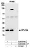 Ribosomal Protein L18a antibody, A305-030A, Bethyl Labs, Immunoprecipitation image 