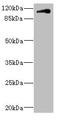 Contactin 4 antibody, LS-C675552, Lifespan Biosciences, Western Blot image 