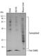 Small Ubiquitin Like Modifier 2 antibody, AF3020, R&D Systems, Western Blot image 