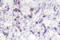 CAMP Responsive Element Binding Protein 1 antibody, LS-C176498, Lifespan Biosciences, Immunohistochemistry paraffin image 