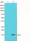 Transforming Growth Factor Beta 3 antibody, TA325932, Origene, Western Blot image 