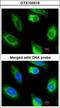 Glycerol Kinase 2 antibody, GTX103519, GeneTex, Immunocytochemistry image 