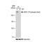 RNA Polymerase II Subunit A antibody, GTX03214, GeneTex, Western Blot image 