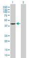 WD Repeat Domain 34 antibody, H00089891-B01P, Novus Biologicals, Western Blot image 