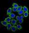 Endothelin 1 antibody, abx026236, Abbexa, Immunofluorescence image 