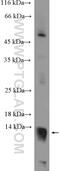 Putative peptidyl-tRNA hydrolase PTRHD1 antibody, 25576-1-AP, Proteintech Group, Western Blot image 