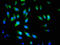 PK3CB antibody, LS-C670925, Lifespan Biosciences, Immunofluorescence image 