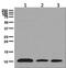 O75531 antibody, ab129184, Abcam, Western Blot image 