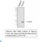 DNA Damage Inducible Transcript 3 antibody, LS-C813673, Lifespan Biosciences, Western Blot image 