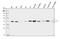 Tissue Specific Transplantation Antigen P35B antibody, A09921-3, Boster Biological Technology, Western Blot image 