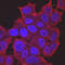 TOR antibody, MAB1537, R&D Systems, Immunocytochemistry image 