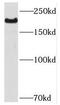 Neuron Navigator 1 antibody, FNab05679, FineTest, Western Blot image 