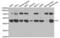 Integrin Linked Kinase antibody, abx000890, Abbexa, Western Blot image 