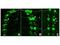 GFP antibody, NB100-1771, Novus Biologicals, Immunofluorescence image 
