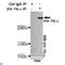 Protein Kinase, DNA-Activated, Catalytic Subunit antibody, LS-C812942, Lifespan Biosciences, Immunoprecipitation image 
