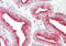 Transmembrane BAX Inhibitor Motif Containing 1 antibody, NB110-87040, Novus Biologicals, Immunohistochemistry frozen image 