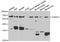 Cholinergic Receptor Nicotinic Alpha 1 Subunit antibody, A5306, ABclonal Technology, Western Blot image 