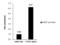 CCAAT Enhancer Binding Protein Alpha antibody, GTX100674, GeneTex, Chromatin Immunoprecipitation image 