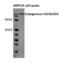 Calcium Voltage-Gated Channel Auxiliary Subunit Alpha2delta 1 antibody, NB120-2864, Novus Biologicals, Western Blot image 