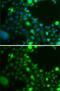 Ubiquitin Conjugating Enzyme E2 Z antibody, GTX32945, GeneTex, Immunofluorescence image 