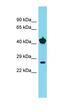 Clathrin Light Chain A antibody, orb331077, Biorbyt, Western Blot image 